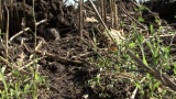 Video of Common Vole - Common Vole eating grass on the field.